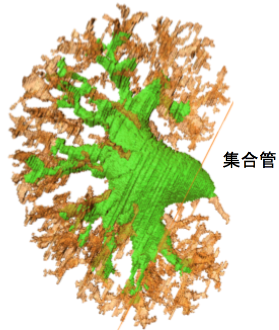石山さんの修論がPLoS Oneに掲載