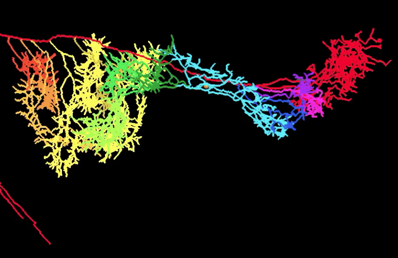 掛谷さんの修士論文がJ Anatに掲載