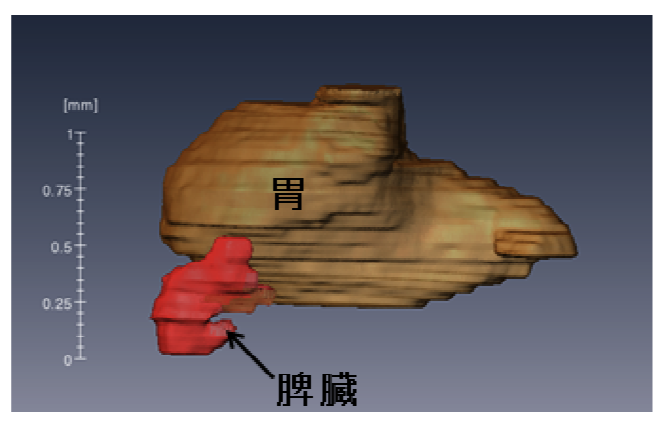 脾臓の形態形成(遠藤卒論）Antat Recに掲載