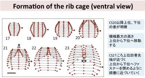 第109回日本病理学会総会で発表