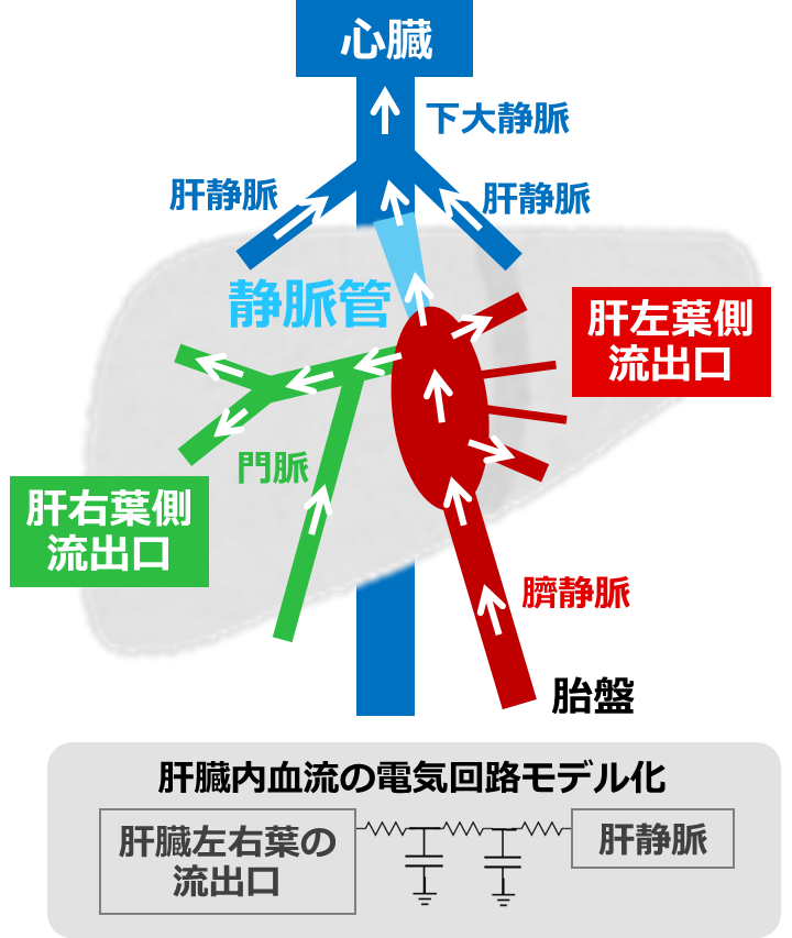藤井助教の ヒト胚子期・胎児期における血管の形態形成と血流シミュレーションが、採択