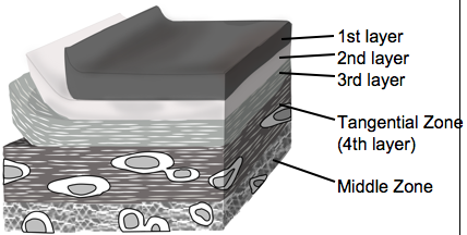 軟骨最表層の構造; (藤岡修論) Osteoarthritis Cartilageに掲載