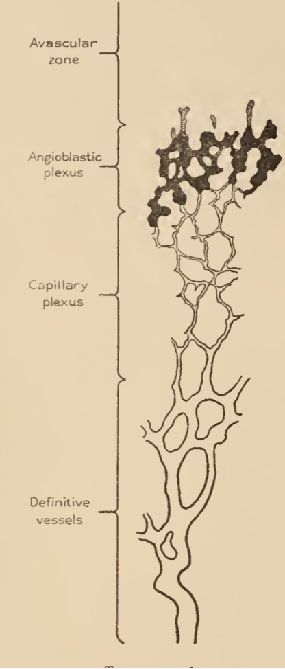 胚子期後半の頭部血管叢 (Finley 1922)