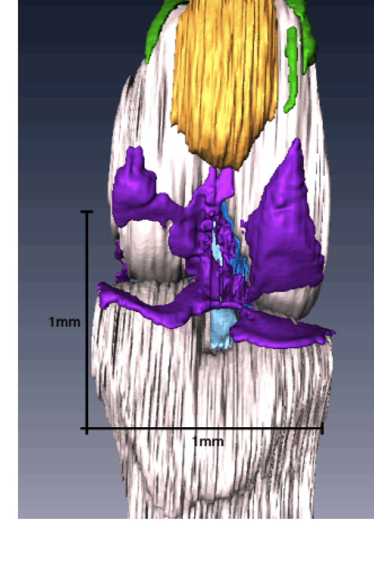 膝関節形態形成の３次元的解析(高石卒論) ; Osteoarthritis Cartilageに掲載