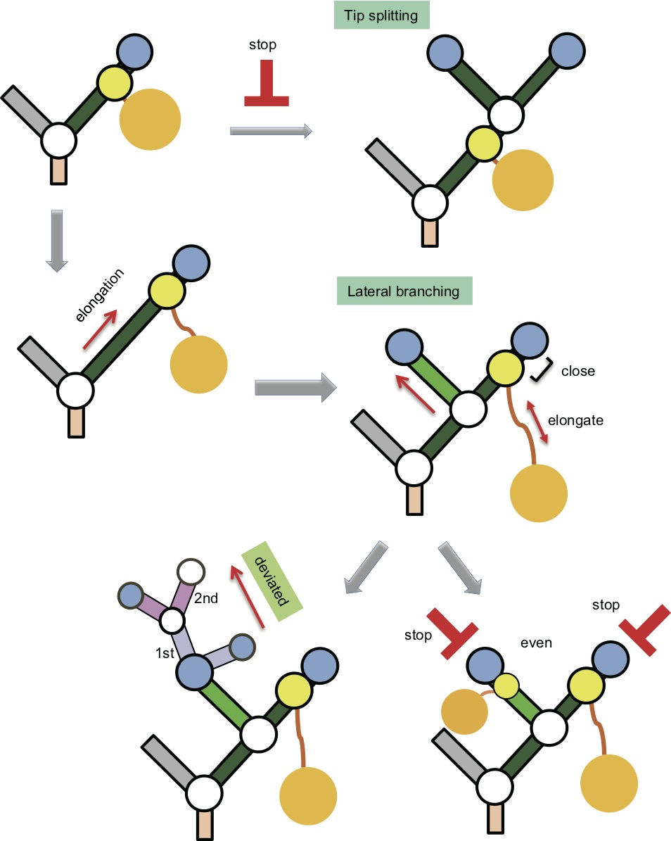 北沢さんの修士論文がJ Anatに掲載されました
