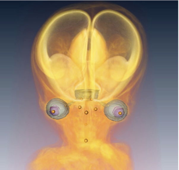 大坂さんの修論が Anat Recに掲載