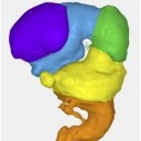 脳の形態形成の３次元データがMorphoMuseuMに掲載