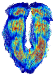 岩佐さんの修士論文がJ Anatomyに掲載