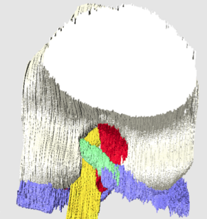 石田かのんさんの修士論文がCells Tissues Organsに掲載