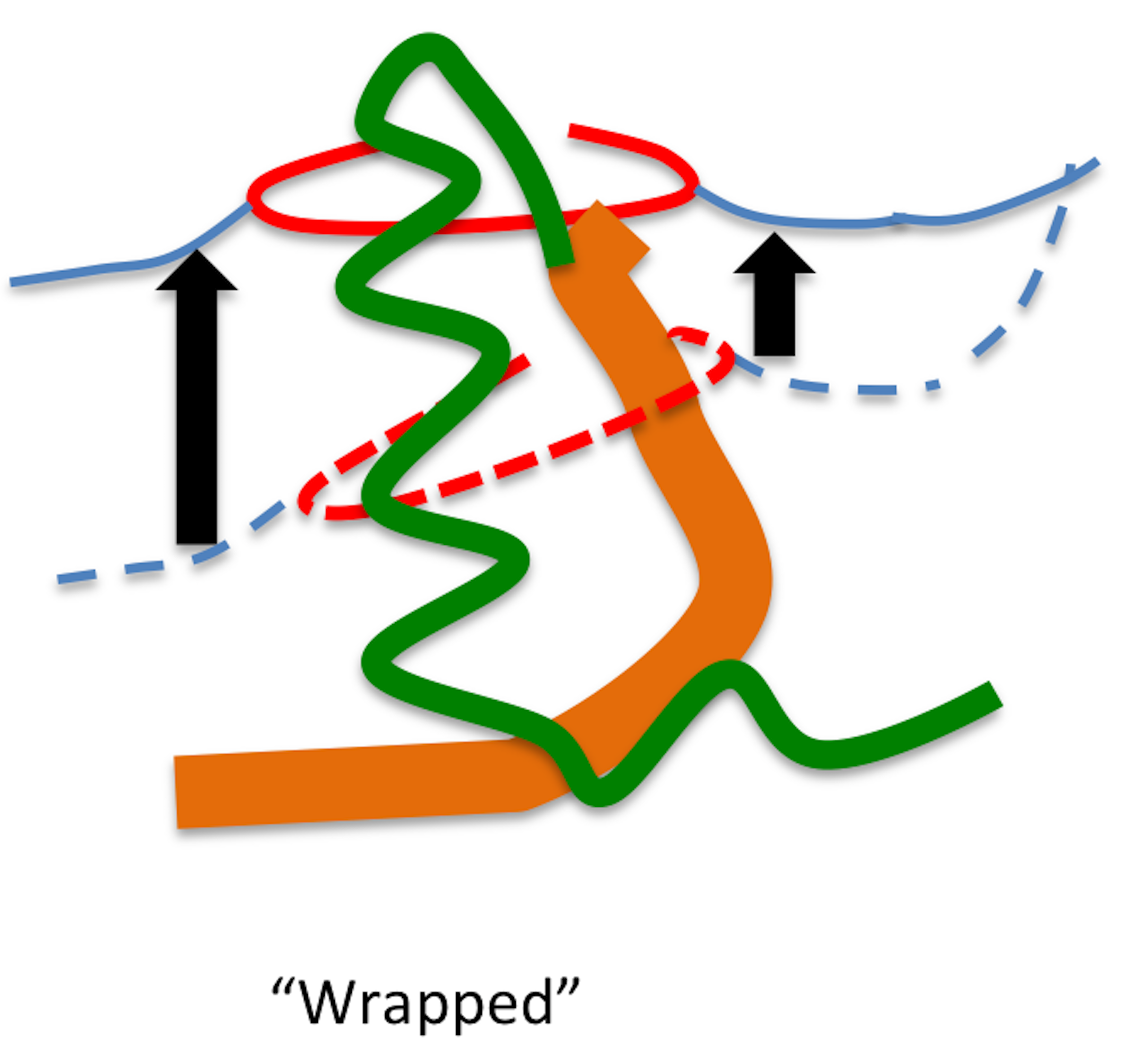 長田さん、八田くんの卒業論文がJ Anat に掲載