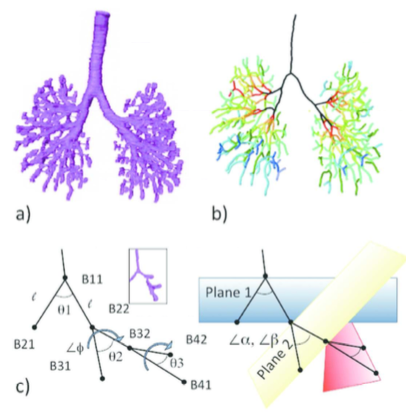 Anat Recに総説を掲載