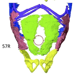 季さんの論文がAnatomical Recに掲載