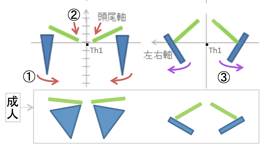 田中さん、坂本さんの卒業研究がPLoS ONEに掲載