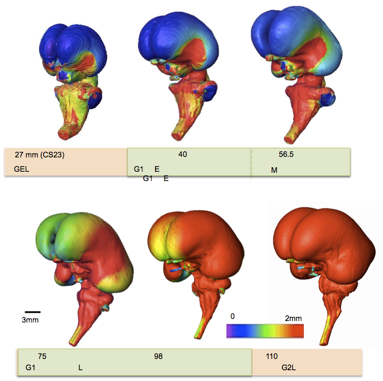 ヒト胎児期初期の脳の形態形成についての論文がJ Anatに掲載されました