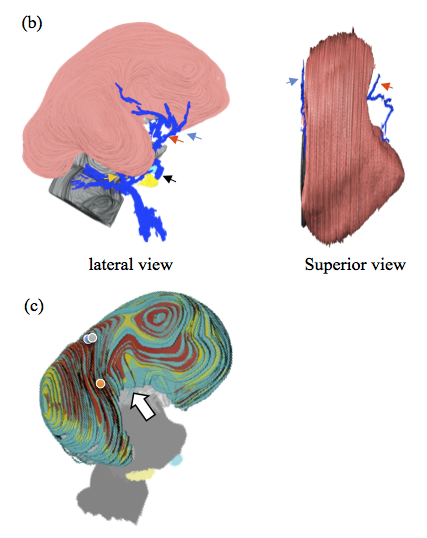 寺島さんの修士論文がJ Anatに掲載