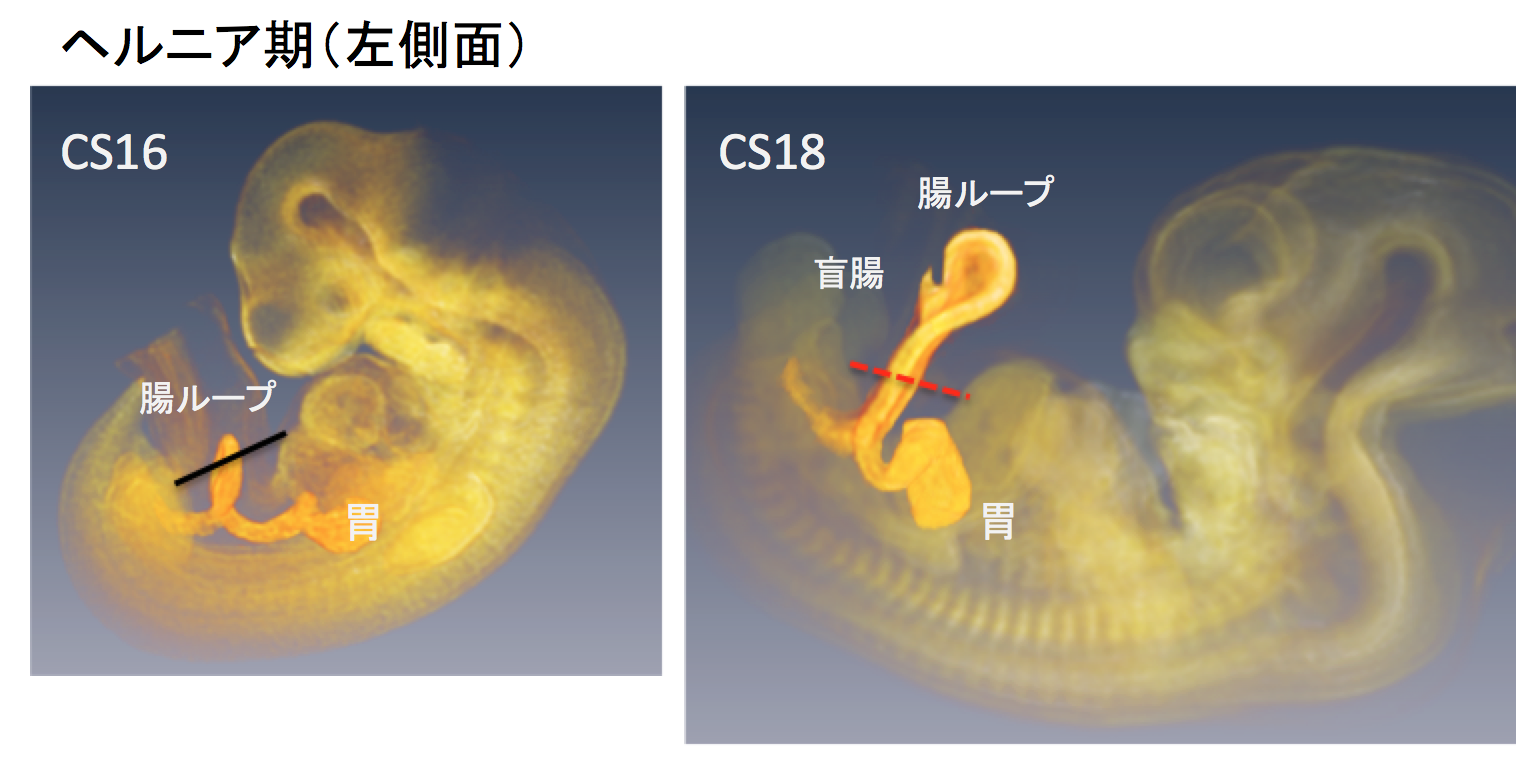 植田さんの卒業研究が Anat Recに掲載