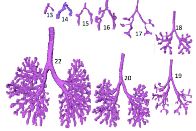 藤井さんの博士論文がJ Anat に掲載