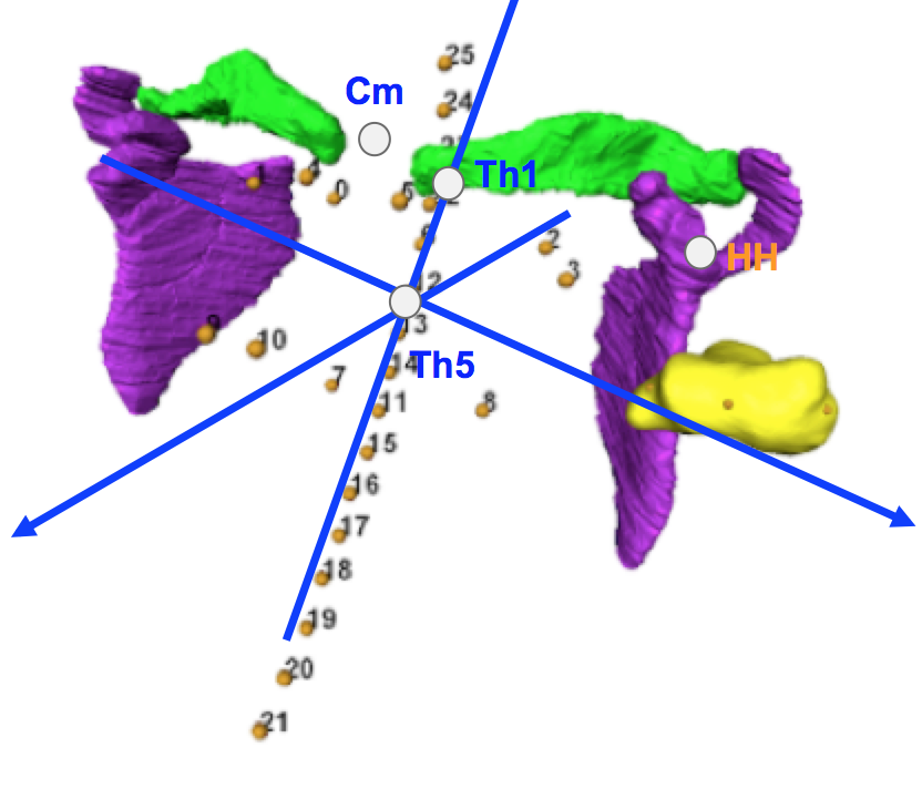 熊野くんの卒業研究がAnat Recに掲載