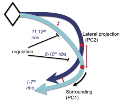 奥野さん、松林先生の研究がDevelopmental Dynamicsに掲載