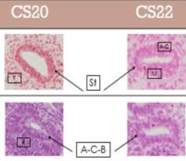 Marieさんがポスター発表会・研究交流会で発表しました