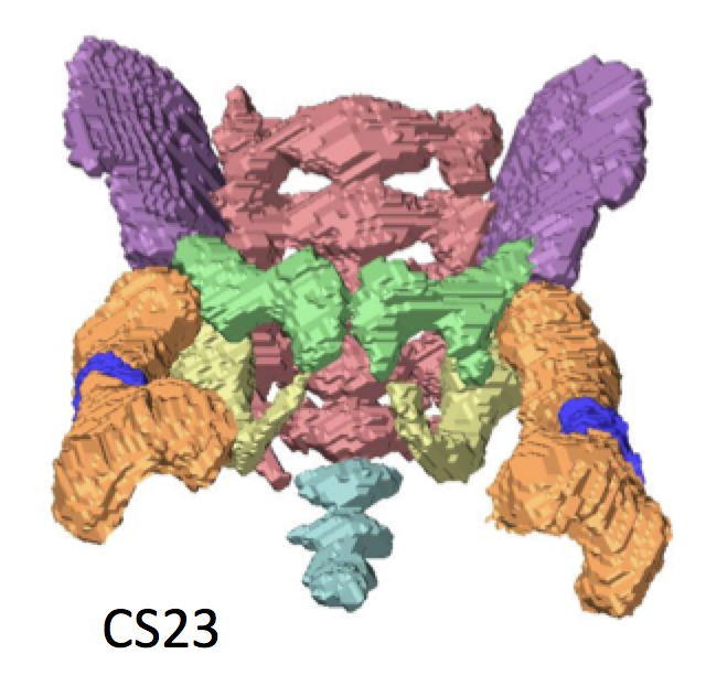 胚子期の股関節の肢位についての論文がPLoS Oneに掲載