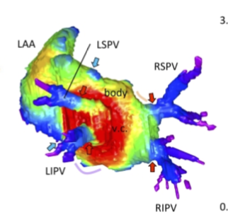 福井さんの修士論文がJ Anatomyに掲載