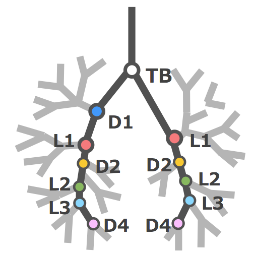 藤井さんの論文がJ Anatomyに掲載