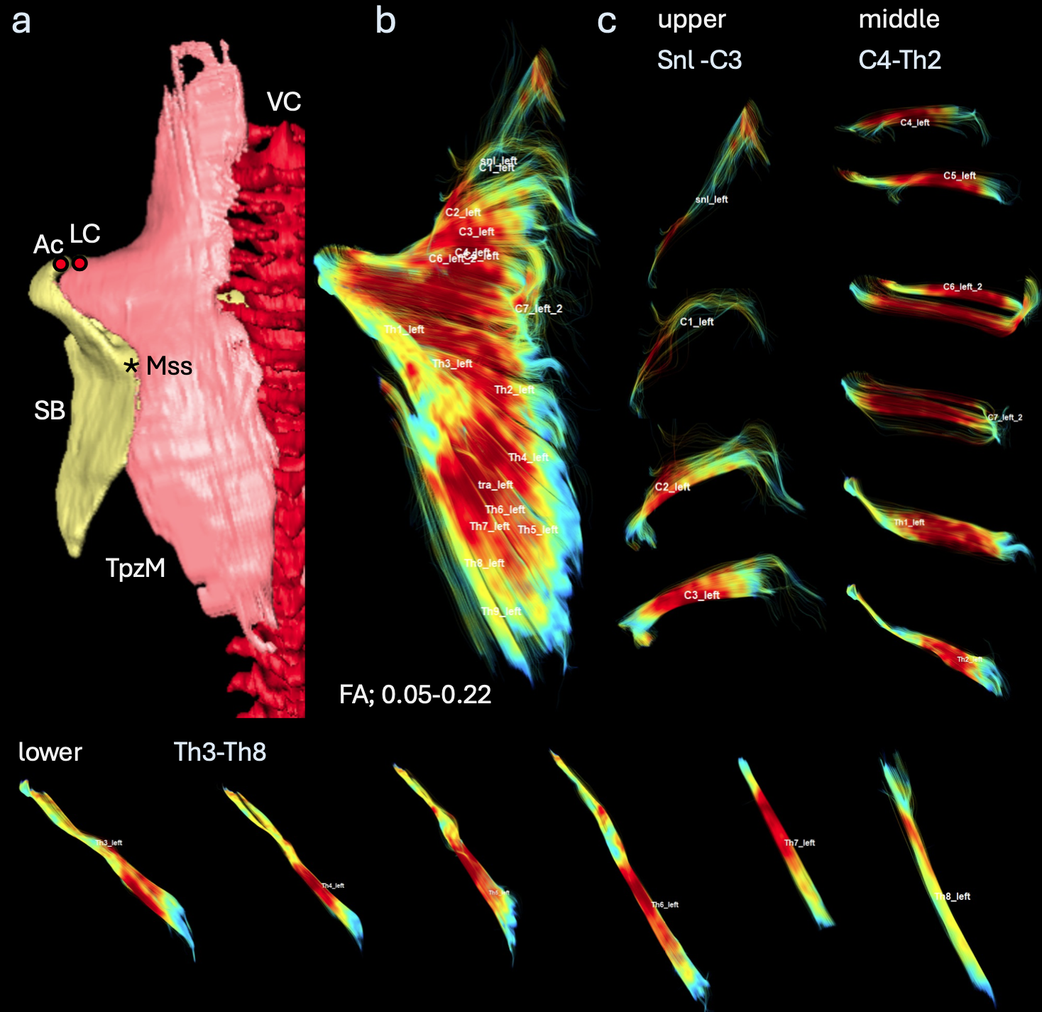 岩佐さんの論文がJ Anatomyに掲載