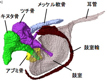 耳小骨が骨化する過程がAnat Recに掲載