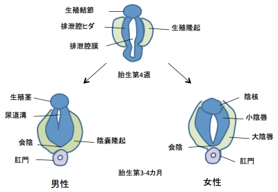 生殖器系の形成 – 京都大学 医学研究科 人間健康科学系専攻 病理学