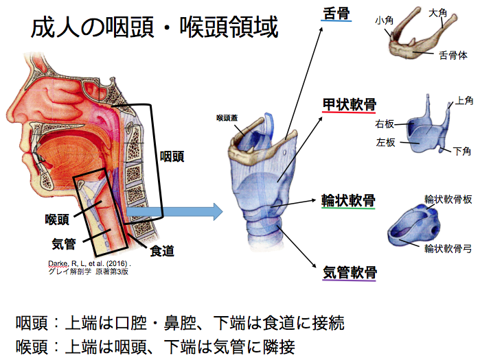 喉頭・気管の形成 – 京都大学 医学研究科 人間健康科学系専攻 病理学