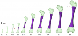 2018年度；修士論文概要