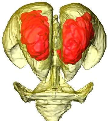 脈絡叢の形成; Anat Recに掲載(白石修論）