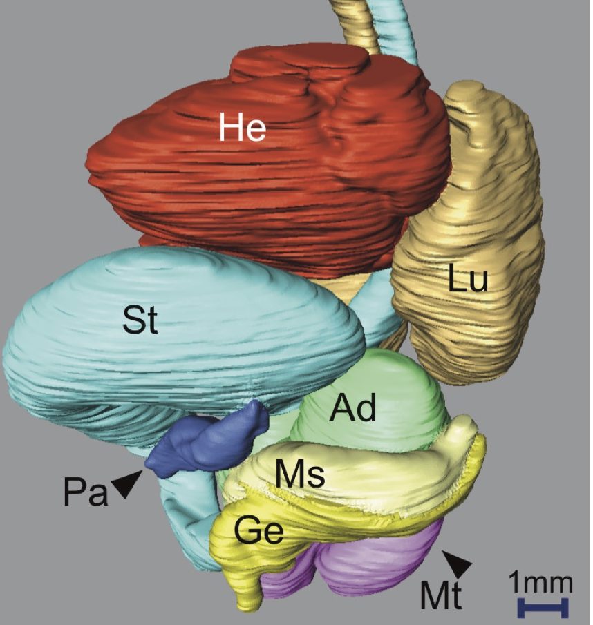A Novel Strategy to Reveal Latent Liver Abnormalities