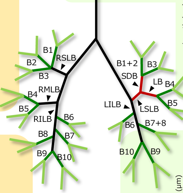 第61回日本先天異常学会で発表: 藤井さん学会奨励賞受賞!